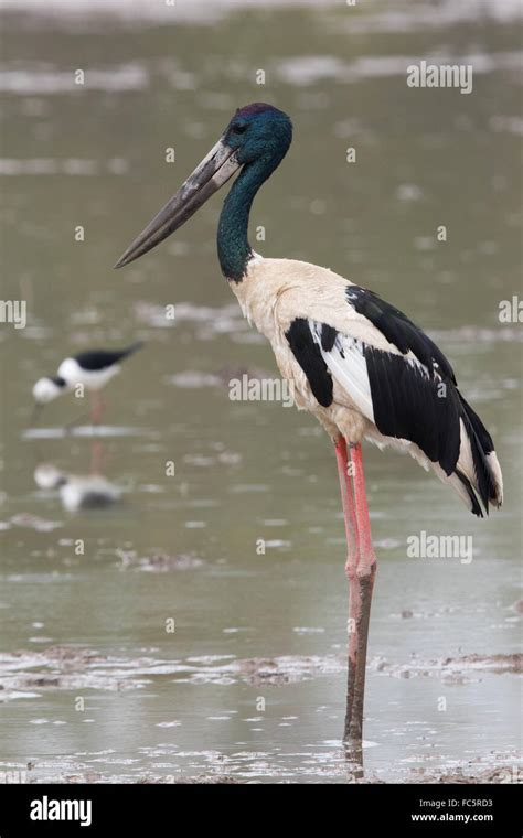 Black Necked Stork Hi Res Stock Photography And Images Alamy