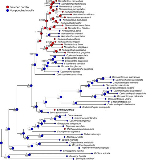 Bayesian 50 Majority Rule Consensus Tree Of Columneinae Resulting