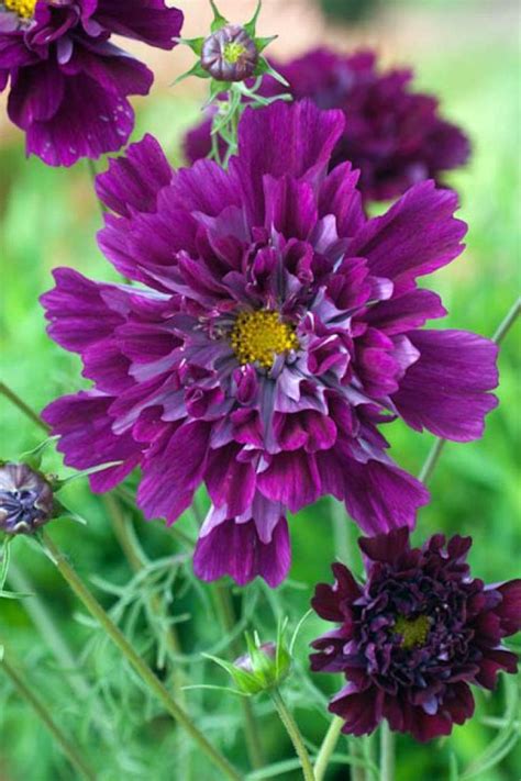 Of The Best Cosmos Flower Cultivars Gardeners Path In