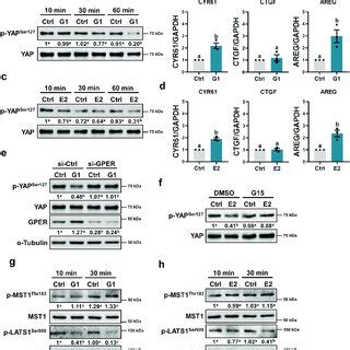 Activation Of Gper Activates Yap In Human Trophoblast Cells A