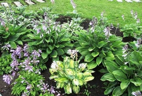 Чем и как подкормить хосту — Fertilizer Daily