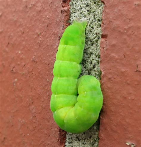 Green Caterpillar Identification Guide 18 Common Types 52 OFF