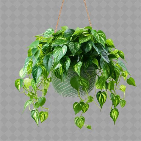 Premium Psd A Hanging Plant With Green Leaves Hanging From A Chain