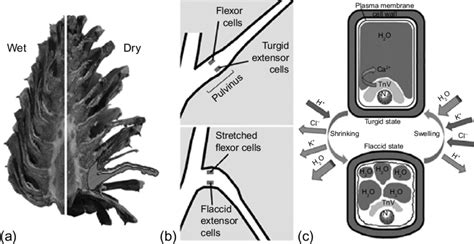 18 (a) Dry bract scales of pine cones open out, while moist bract ...