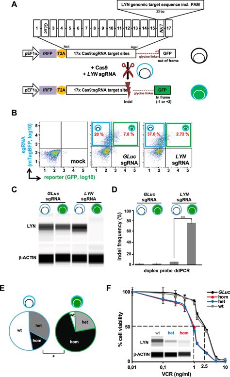 The Surrogate Reporter Enriches Crispr Cas Edited Knockout Ko Cells