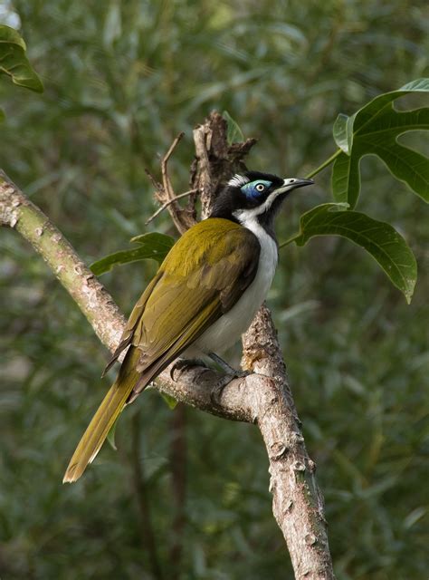 Blue Faced Honeyeater Bird Exotic Free Photo On Pixabay Pixabay