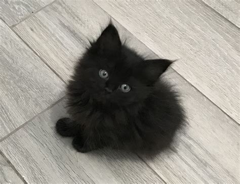 Adorable Black Kitten Looking Up Black Ragdoll Kitten