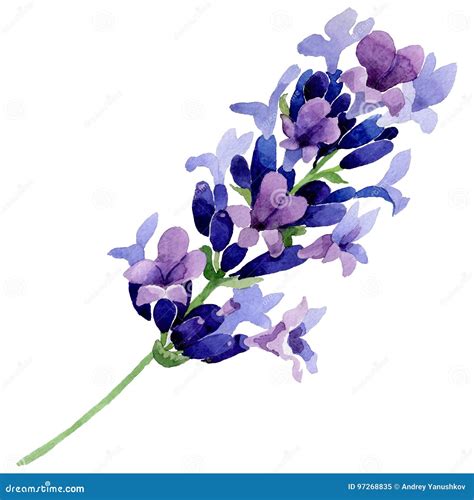 Fiore Della Lavanda Del Wildflower In Uno Stile Dell Acquerello Isolato