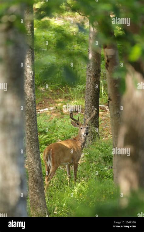 Odocoileus Virginianus Hi Res Stock Photography And Images Alamy