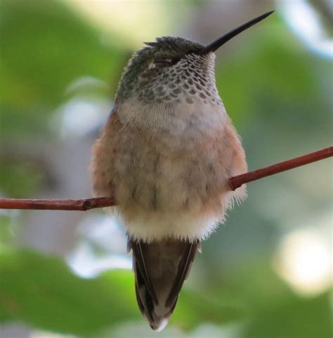 Broad Tailed Hummingbird Feederwatch