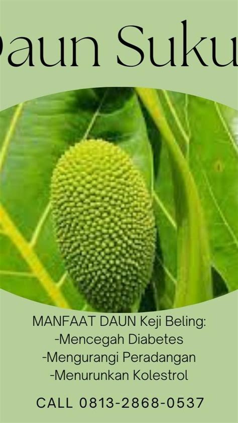 HIGENIS CALL 0813 2868 0537 Pusat Budidaya Herbal Daun Sukun Ginjal