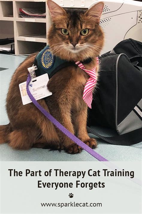 The Part of Therapy Cat Training Everyone Forgets | Therapy cat ...