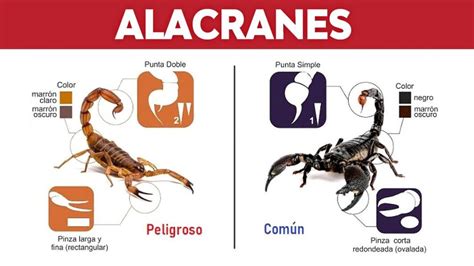 Lo que hay que saber ante la presencia de alacranes en las casas cómo