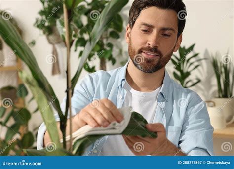 Hombre Limpiando Hojas De Hermosas Macetas De Plantas De Hogar Con Tela