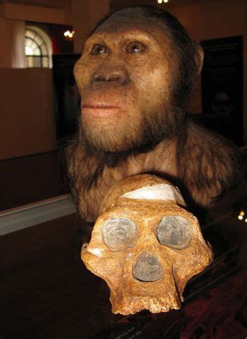 Australopithecus Africanus Sts Mrs Ples Reconstruction By