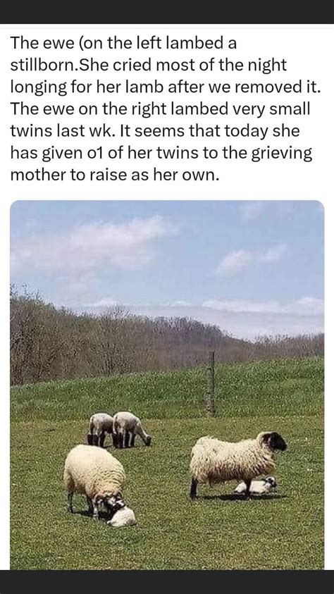 The most wholesome sheep meme! (Found on fb) | /r/wholesomememes ...