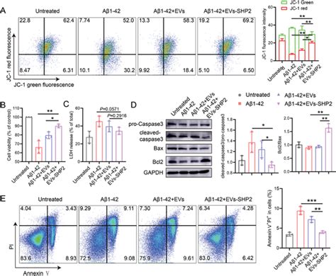 The Effect Of Evs‐shp2 On Mitochondrion‐dependent Apoptosis The Neuron