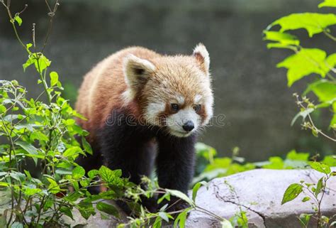 Panda Minore Allo Zoo A Chengdu Cina Immagine Stock Immagine Di