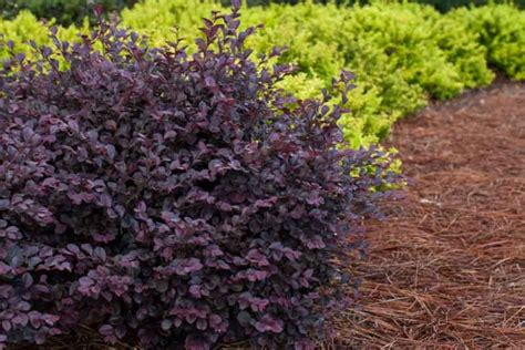 Loropetalum Chinense Var Rubrum Crimson Fire Chinese Fringe Flower