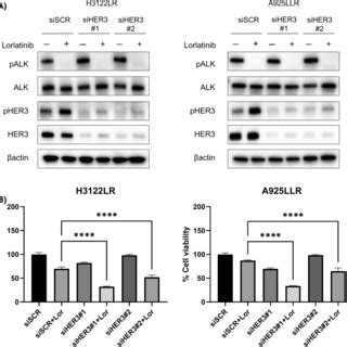 Genetic Inhibition Of ALK With Specific SiRNA A Knockdown Of ALK Or