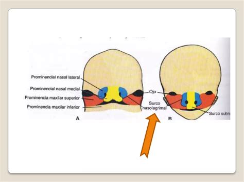 Arcos Far Ngeos Embriolog A De Cabeza Cara Y Cuello Montalv N Miranda