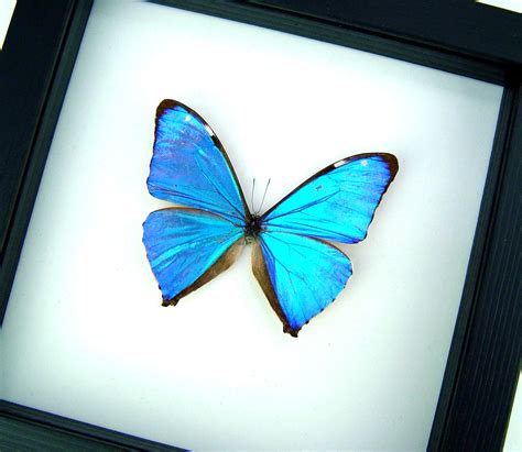 Morpho Butterflies Blue Morpho Butterfly Designs Real Framed