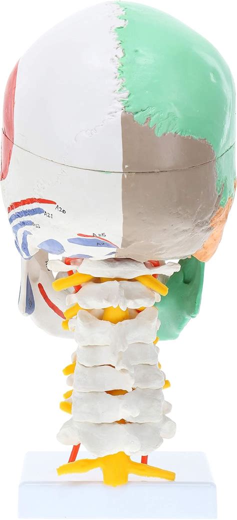 Buy Axis Scientific Life Size Half Didactic Half Muscle Painted Skull