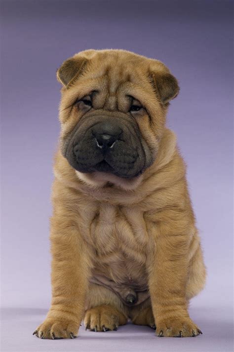 Shar Pei Wallpapers Top Free Shar Pei Backgrounds Wallpaperaccess