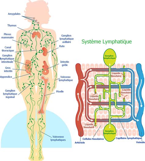 Lymphatique Drainage En Francais Best Drain Photos Primagem