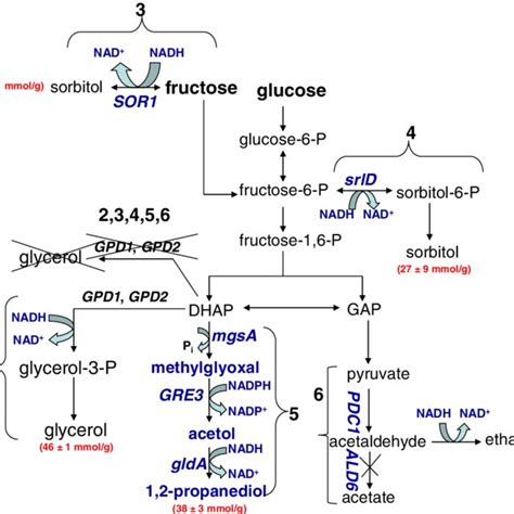 Pathways Of Glucose And Fructose Catabolism By S Cerevisiae Strains 1