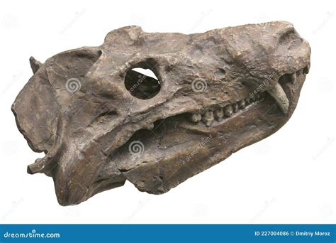 Cynognathus Crateronotus Stock Photos - Free & Royalty-Free Stock Photos from Dreamstime