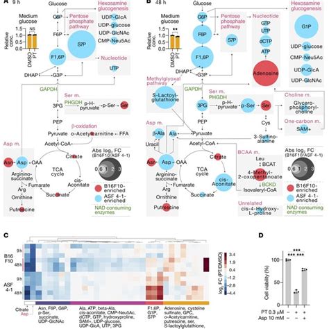 Petasin Disrupts Tumor Associated Metabolism A And B Pathway Maps