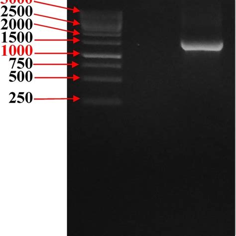 Agarose Gel Electrophoresis Showed The Pcr Product Of The Amplified