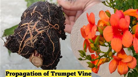 How To Grow Trumpet Vine Tecoma Vine From Cutting Youtube