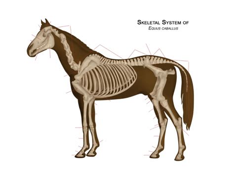 equine skeleton - bones Quiz