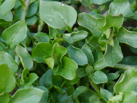 Common Chickweed Identify That Plant