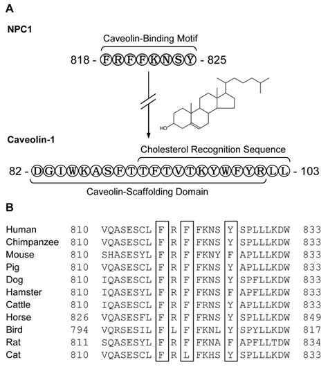 Identification And Sequence Comparison Of Caveolin Binding Motifs