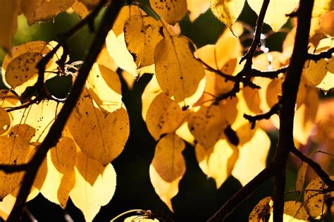 Autumn Leaves Yellow - Free photo on Pixabay