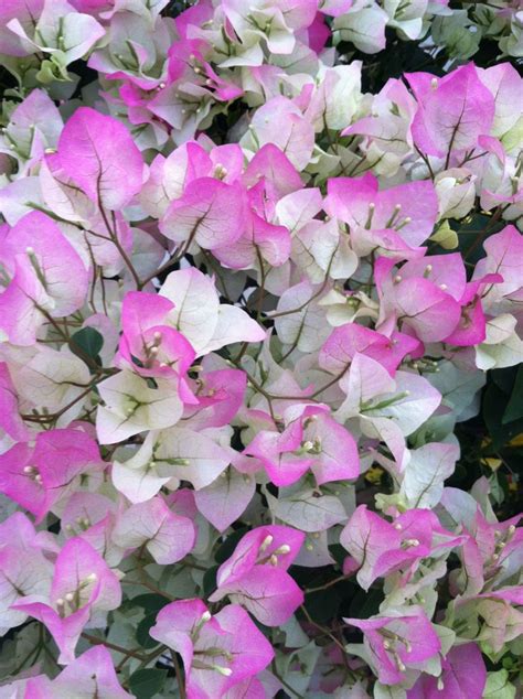 Bougainvillea Variegated Pink And White Beautiful Flowers Plants