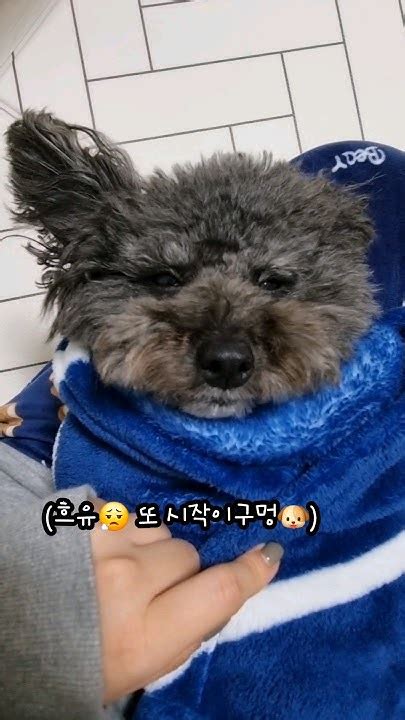 로이랑 강아지 치카치카 다들 잘 하나 푸들 강아지 일상 브이로그 강아지일상 Puppy Daily Vlog