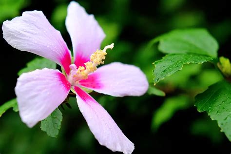 How To Grow And Care For Rose Of Sharon