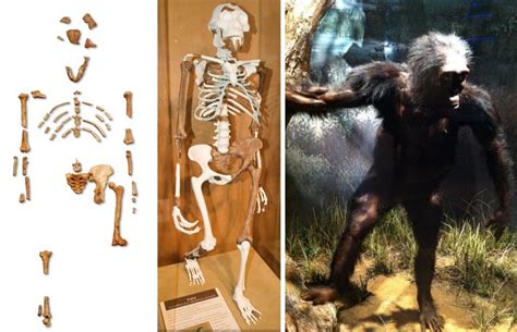 Acclaimed fossils might not depict human evolution