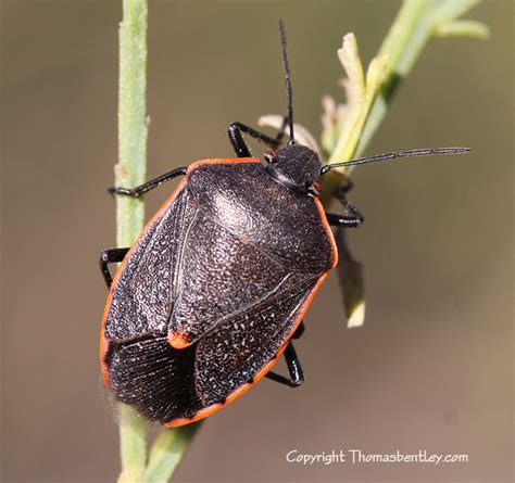 Stink Bug Chlorochroa Ligata BugGuide Net