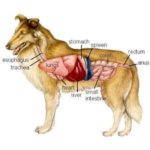 animal physiology Diagram | Quizlet