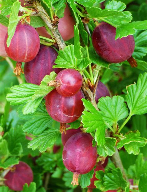 Gooseberry grow guide – Artofit