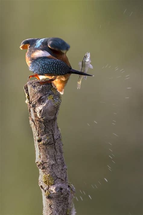 Fotowedstrijd Natuur Foto Van De Maand Natuurmonumenten Ijsvogel