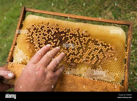 Bee Eggs