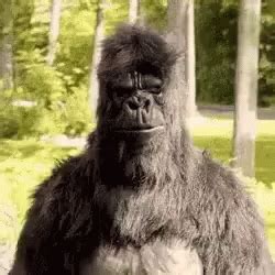 Funny Pose GIF - Funny Pose Gorilla - Discover & Share GIFs