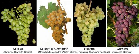 Table Grape Weinplus Lexicon