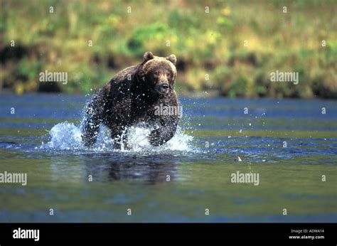 Grizzlybear, Kodiakbear fishing Stock Photo - Alamy